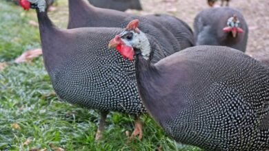 guinea hens