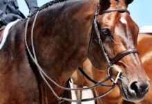 horse reins