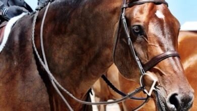 horse reins