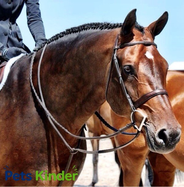 horse reins