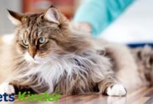 hypoallergenic cat