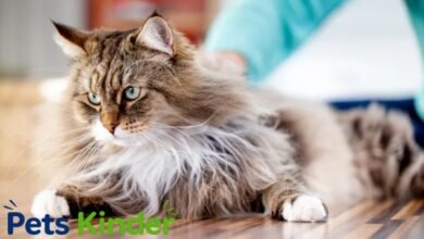hypoallergenic cat