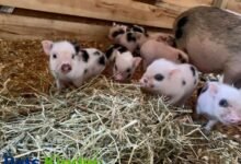 Juliana pigs