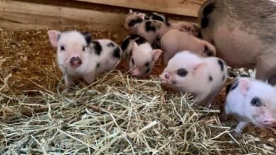 Juliana pigs