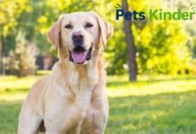 labrador retriever