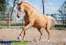 palomino horse