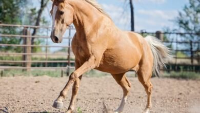 palomino horse