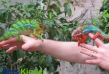panther chameleon