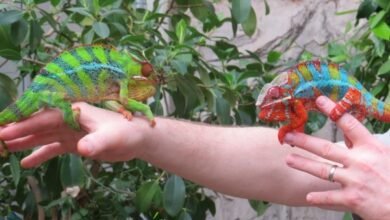 panther chameleon