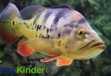 peacock bass