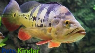 peacock bass