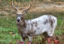 piebald deer