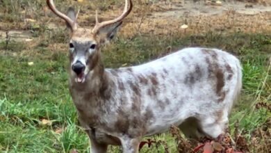 piebald deer
