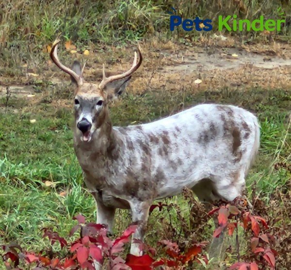 piebald deer