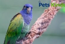 pionus parrot