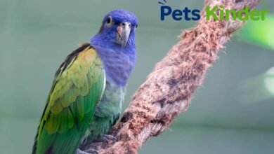 pionus parrot
