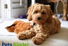 pomeranian poodle mix