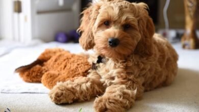 pomeranian poodle mix