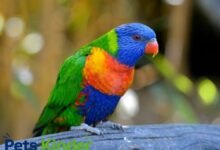 rainbow lorikeet