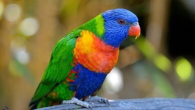 rainbow lorikeet