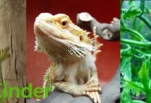 reptiles lizards pets