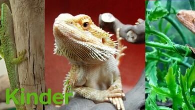 reptiles lizards pets
