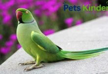 ringneck parrot