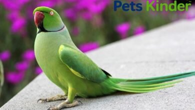 ringneck parrot