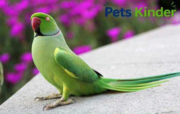 ringneck parrot