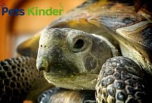russian tortoise
