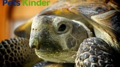 russian tortoise