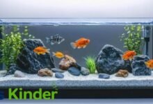 small aquarium fish