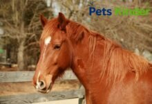 sorrel horse