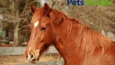 sorrel horse