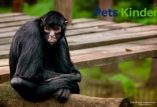 spider monkey pet