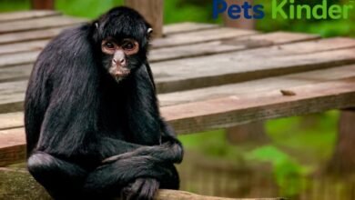 spider monkey pet
