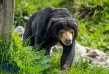sun bear
