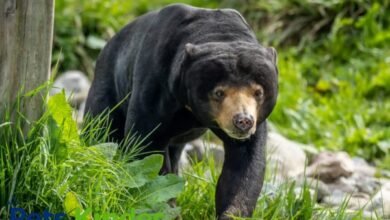 sun bear