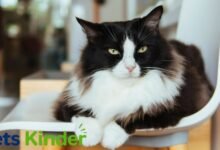 tuxedo cat