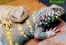 uromastyx reptile