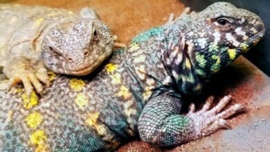 uromastyx reptile