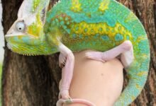veiled chameleon