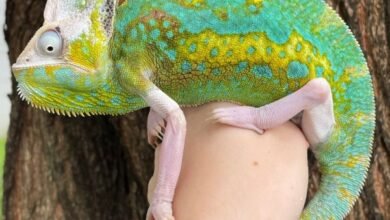 veiled chameleon