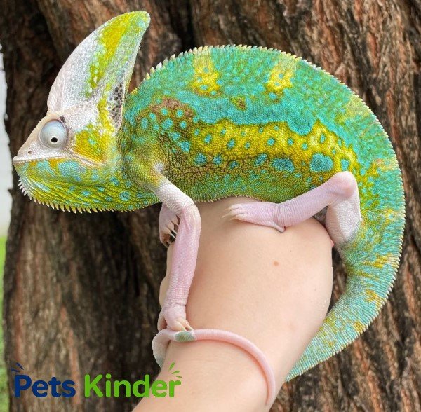 veiled chameleon