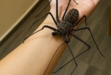 whip spider