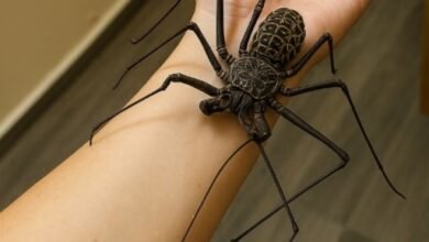 whip spider