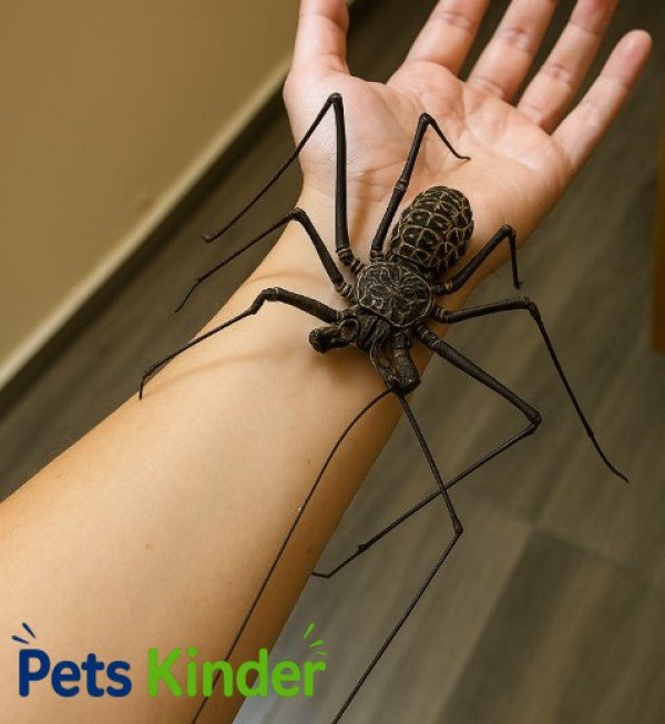 whip spider