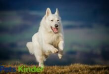 white german shepherd