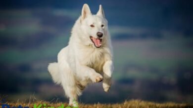 white german shepherd