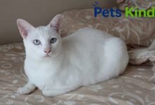 white siamese